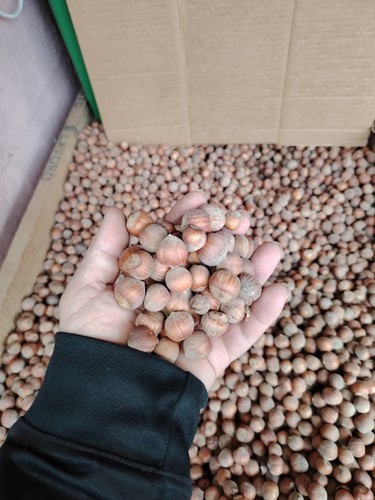 Nocciole guscio appena - kg,