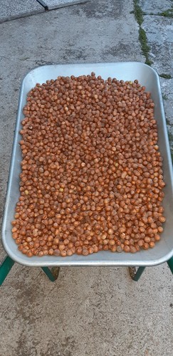 Nocciole qualità gentile - qualità,