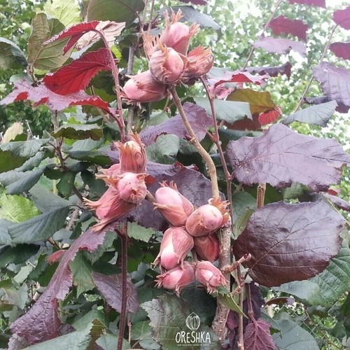 Corylus avellana purpurea - corylus,