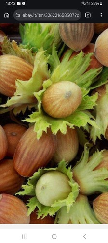 Nocciole tostate con - nocciole,