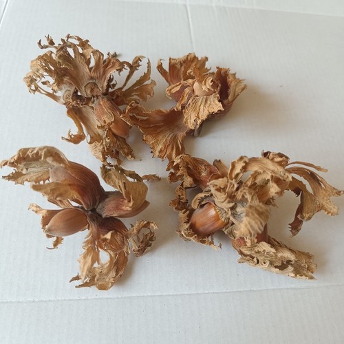 Nocciola turca con - husk,